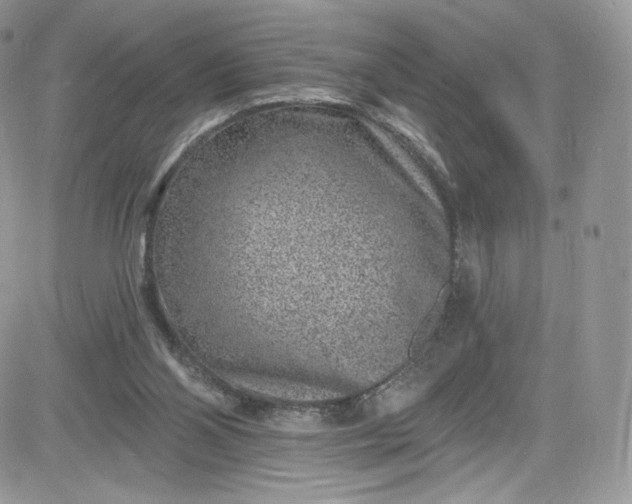 X0000081580110200701291250