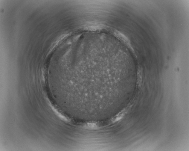 X0000081580114200701291250