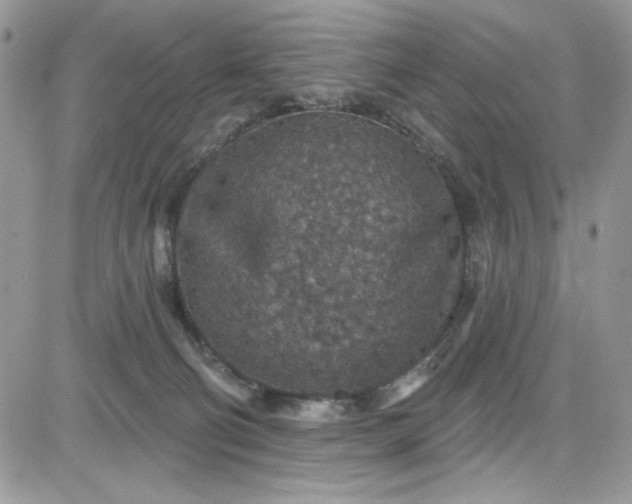 X0000081580130200701291250