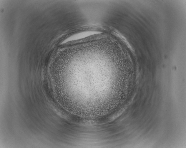 X0000081580161200701291249