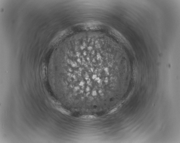 X0000081580169200701291249