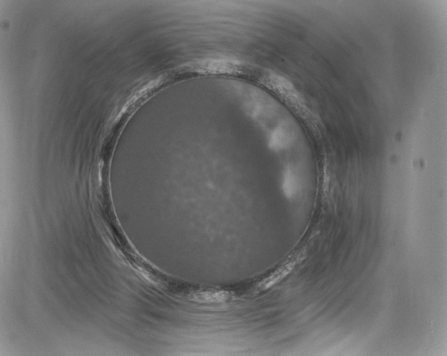 X0000081580202200701291248