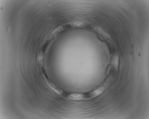 X0000081580526200701291243