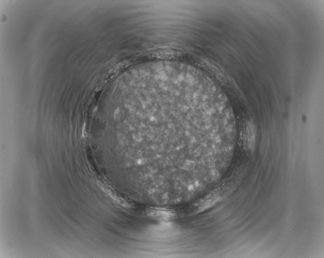 X0000081580610200701291242