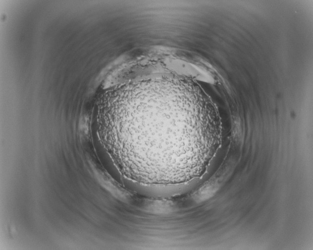 X0000081580621200701291242