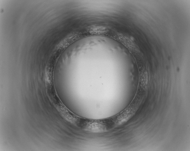X0000081580755200701291240
