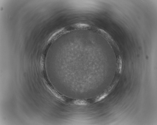 X0000081580762200701291240