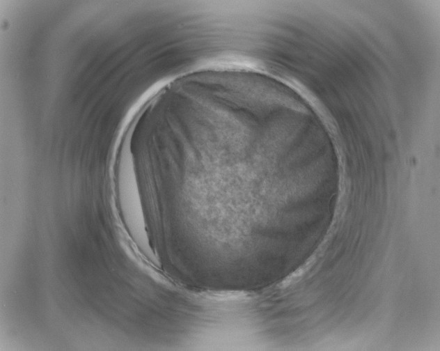 X0000081580864200701291238