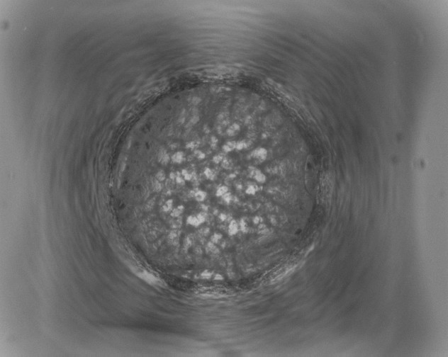 X0000081580913200701291236