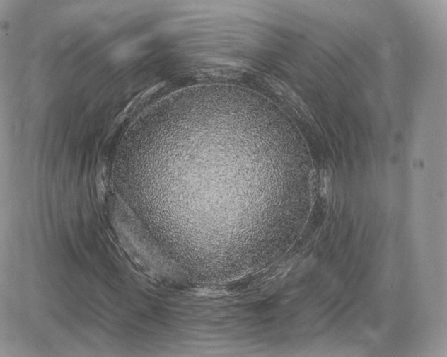 X0000081580915200701291236