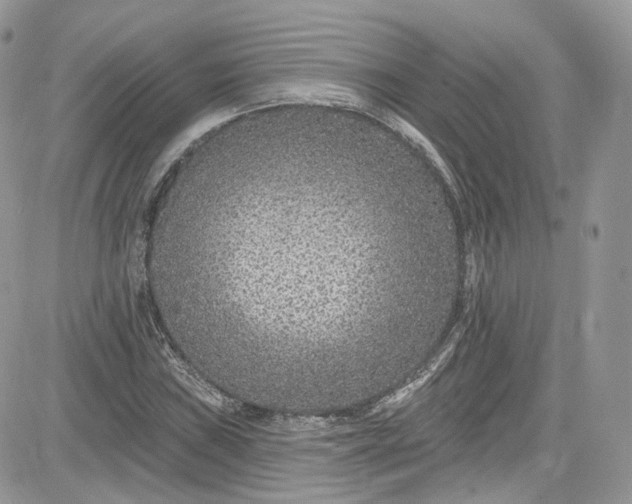 X0000081581019200701291234