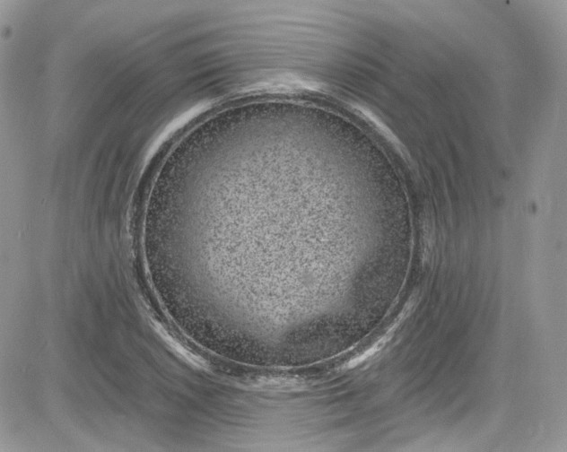 X0000081581026200701291235
