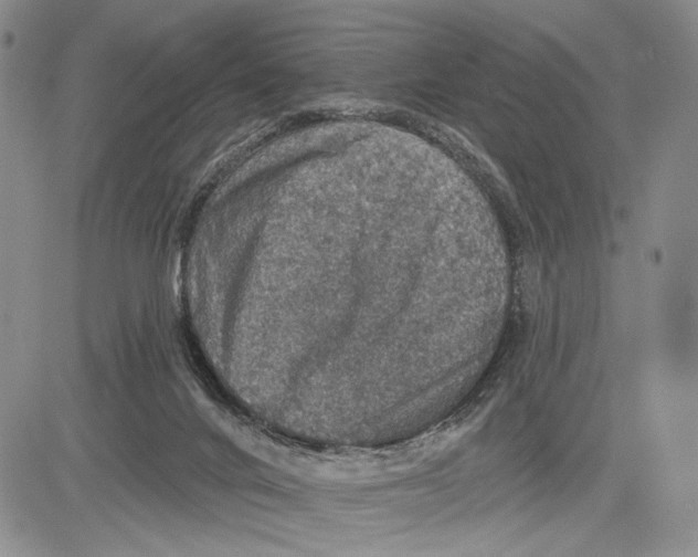 X0000081580024200702051250