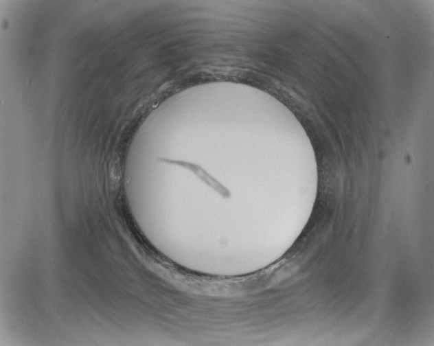 X0000081580040200702051250