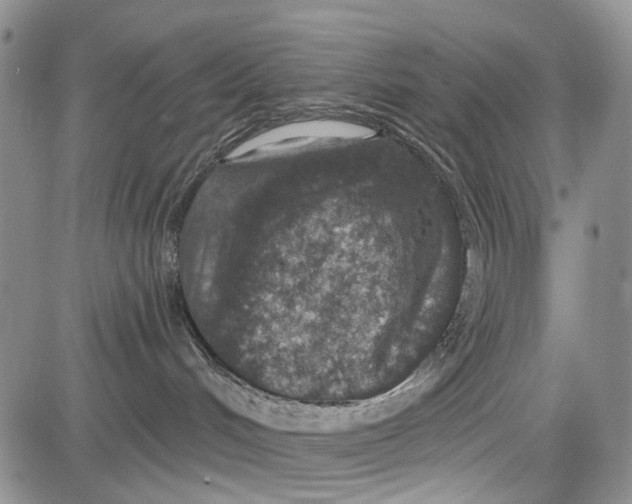 X0000081580048200702051250