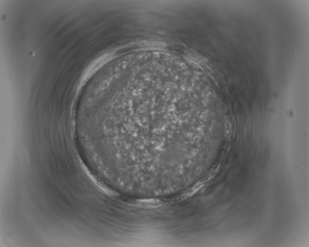 X0000081580053200702051249