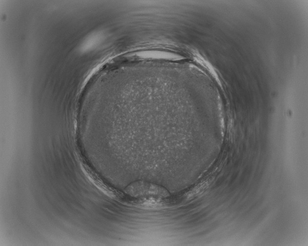 X0000081580059200702051249