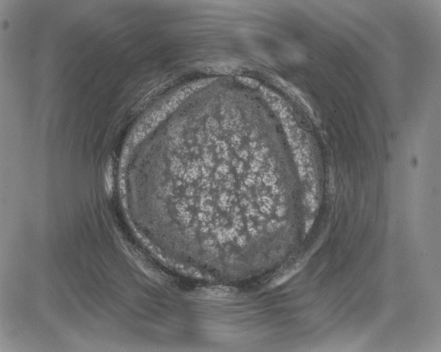 X0000081580069200702051249