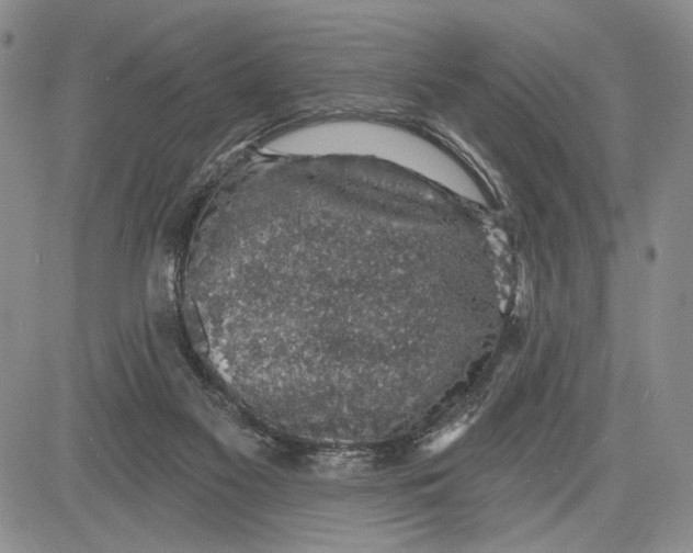 X0000081580117200702051249