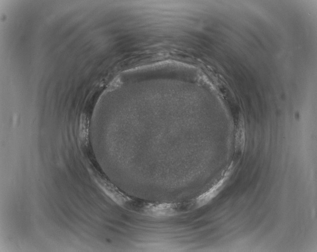 X0000081580186200702051248