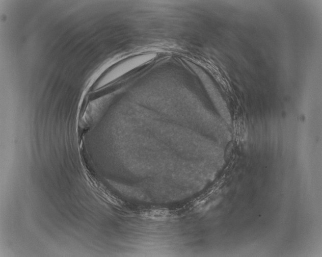 X0000081580196200702051247