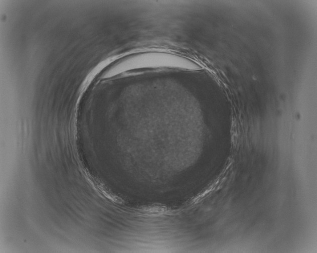 X0000081580200200702051247