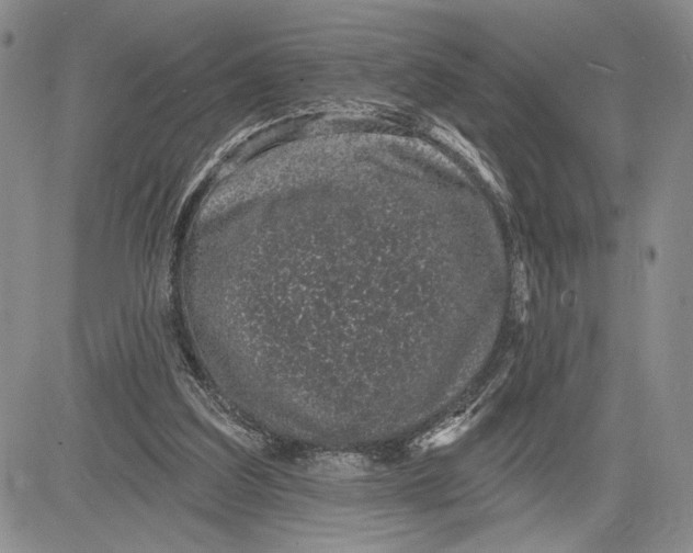 X0000081580203200702051247