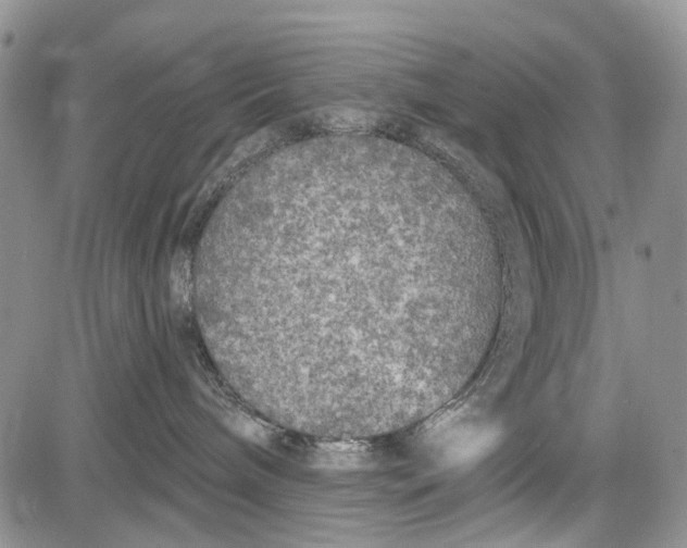 X0000081580240200702051247