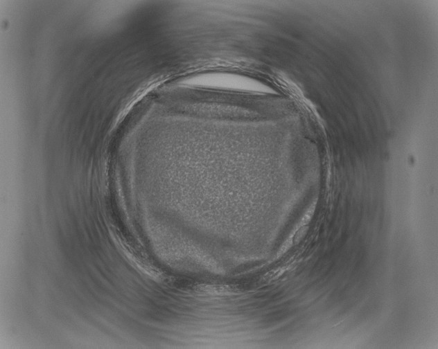 X0000081580250200702051246