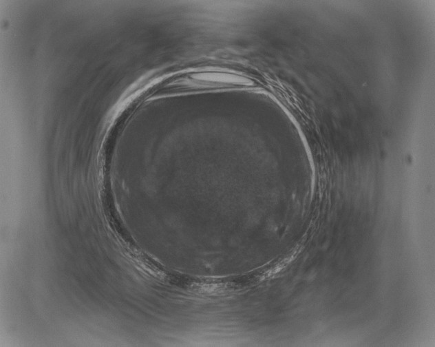 X0000081580295200702051246