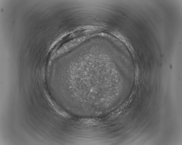 X0000081580297200702051246