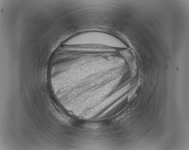 X0000081580299200702051246