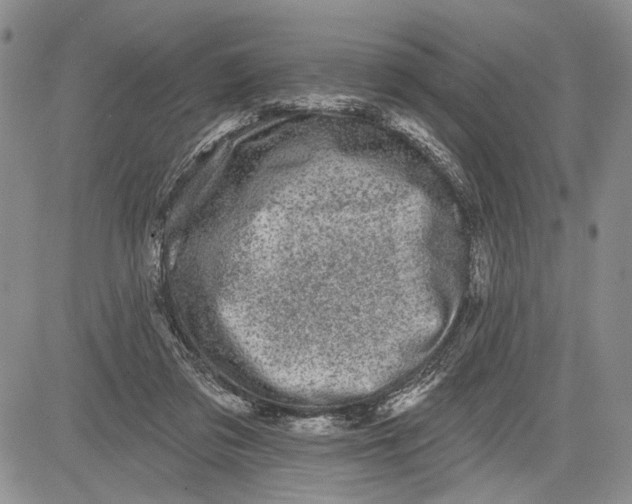 X0000081580309200702051246