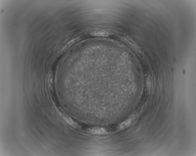 X0000081580322200702051245