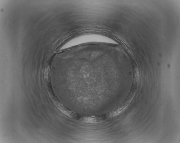 X0000081580325200702051245