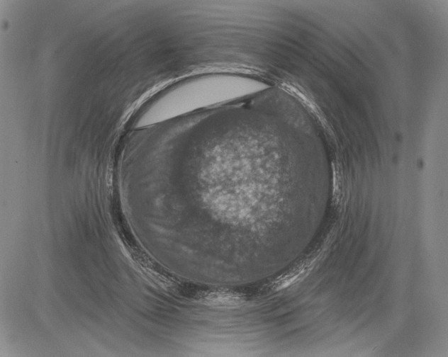 X0000081580348200702051245