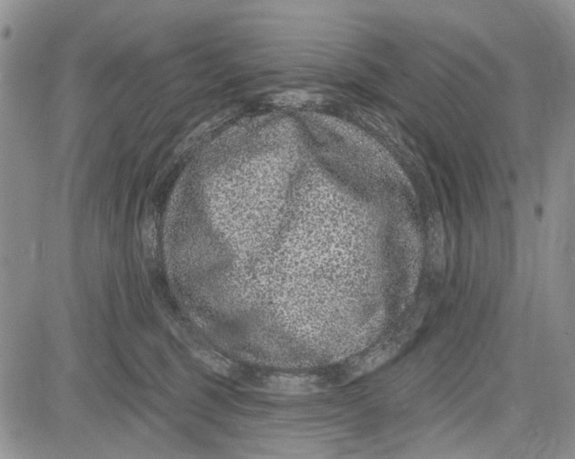 X0000081580375200702051245