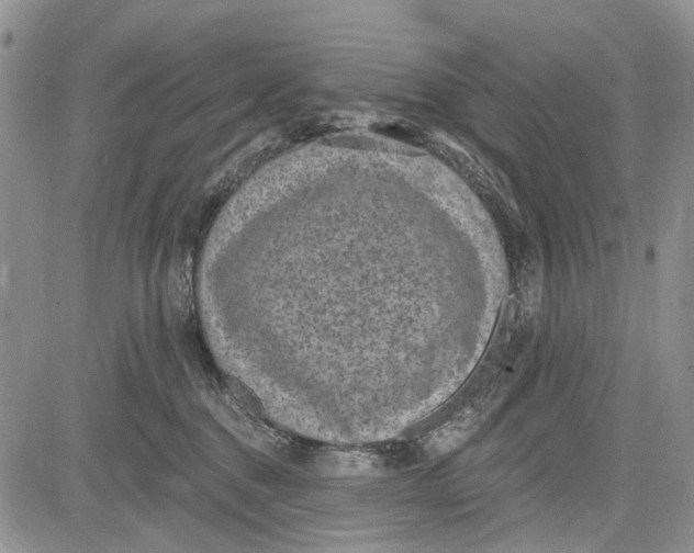 X0000081580376200702051245