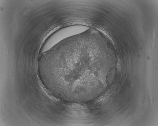 X0000081580390200702051244