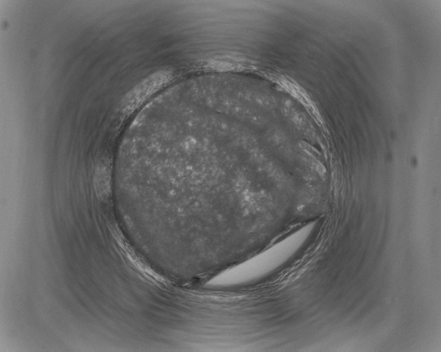 X0000081580393200702051244