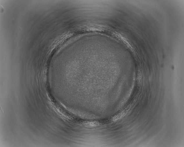 X0000081580402200702051244