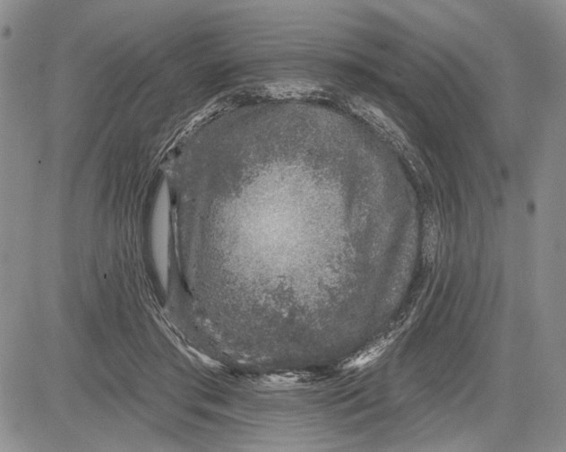 X0000081580405200702051244