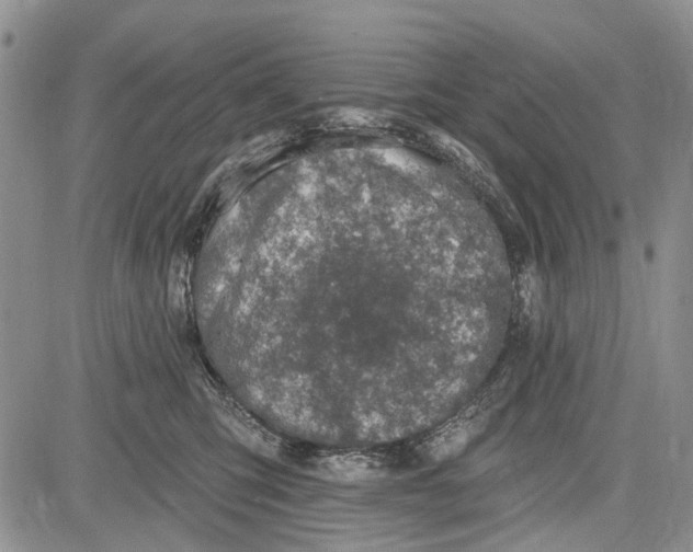 X0000081580423200702051244