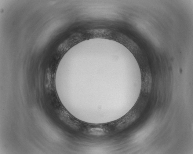 X0000081580430200702051244