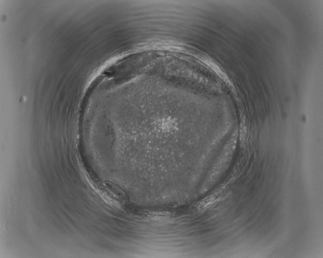 X0000081580438200702051243