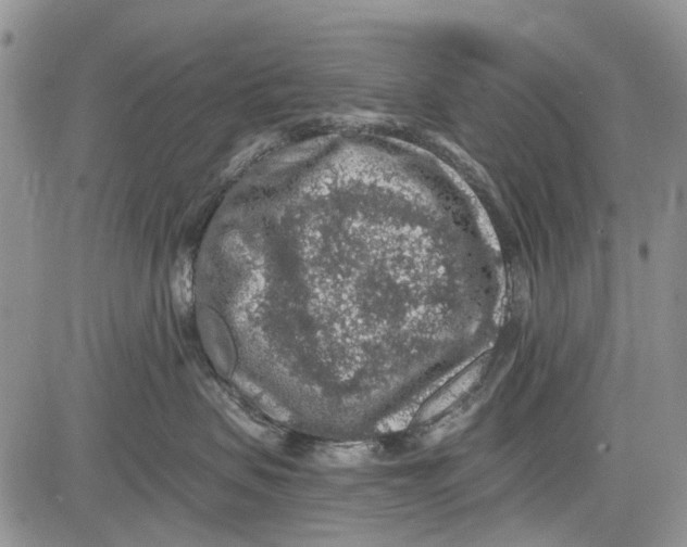 X0000081580479200702051244