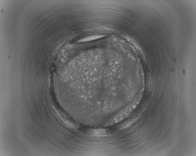 X0000081580501200702051243