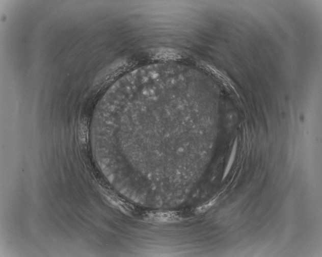 X0000081580517200702051242