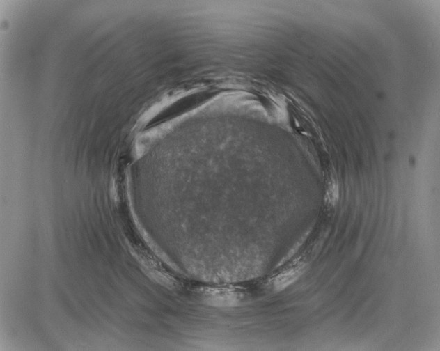 X0000081580524200702051242