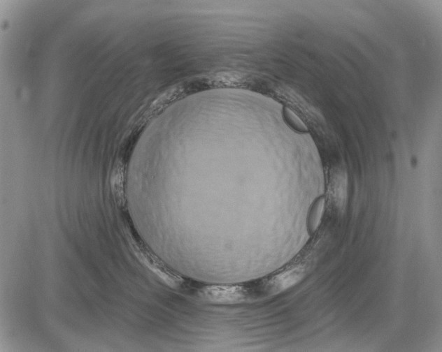 X0000081580526200702051242